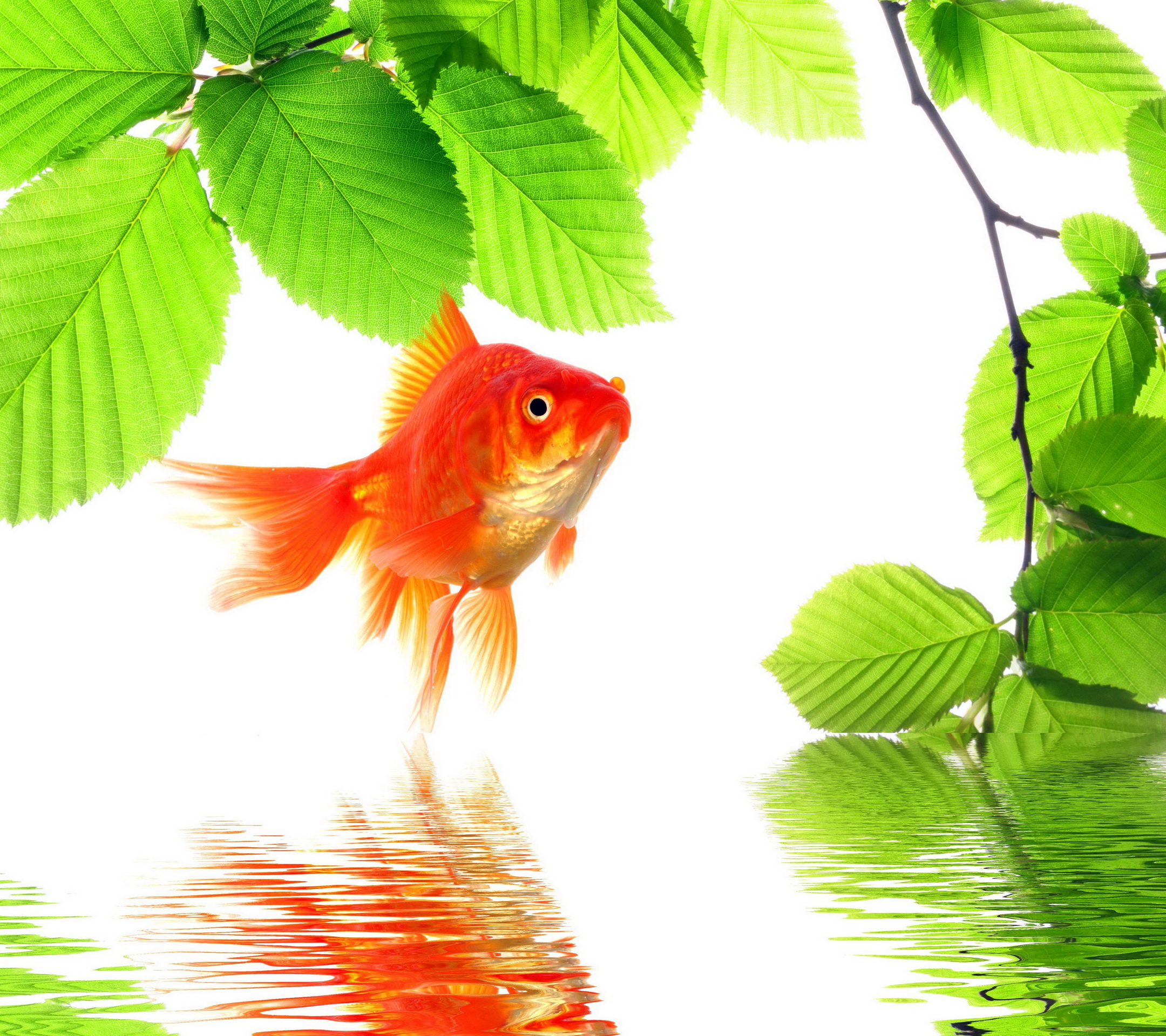 Fish Desktop Background Wallpaper HD Bright