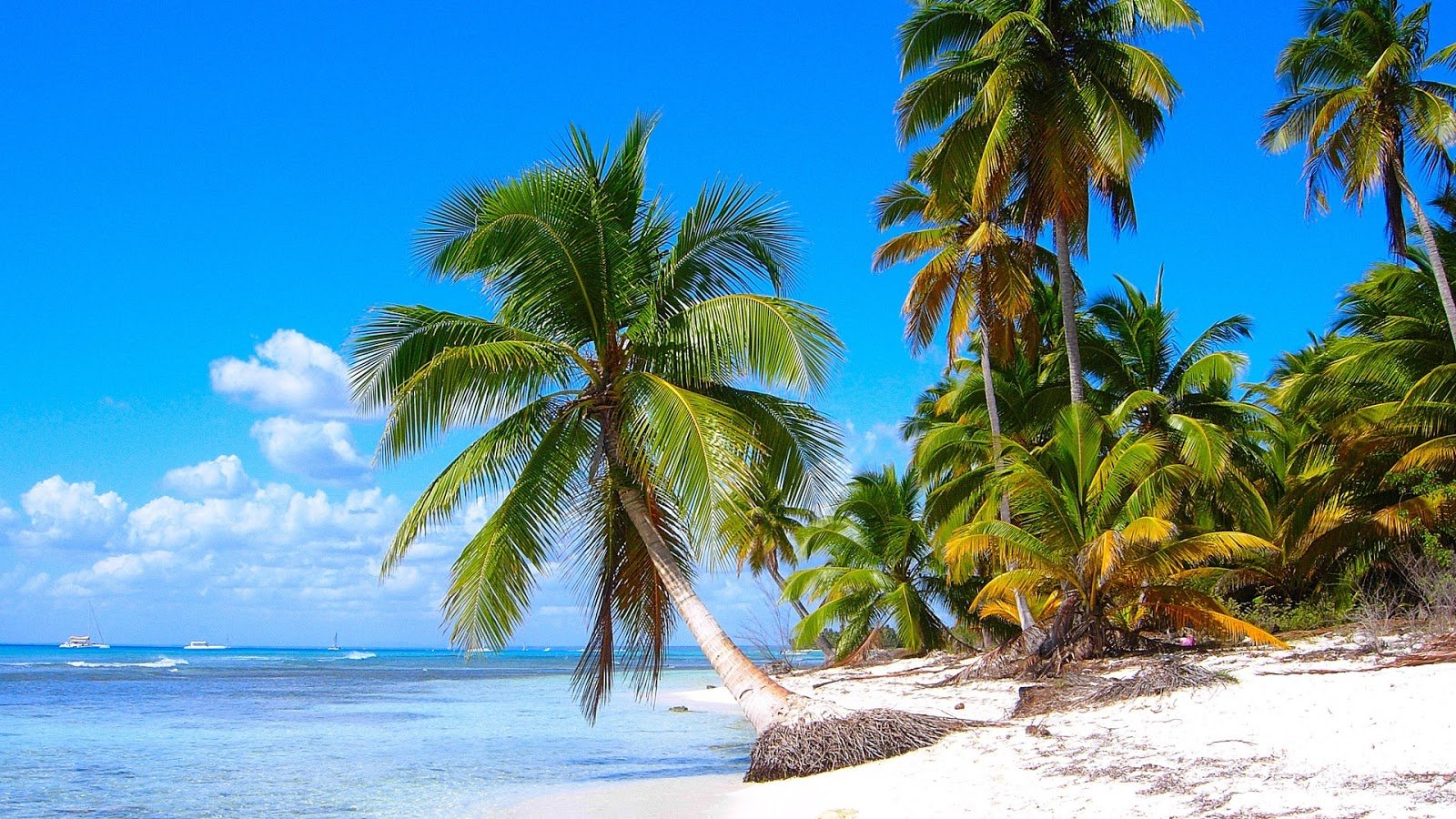 Caribbean Coconut Beach HDQ Wallpapers
