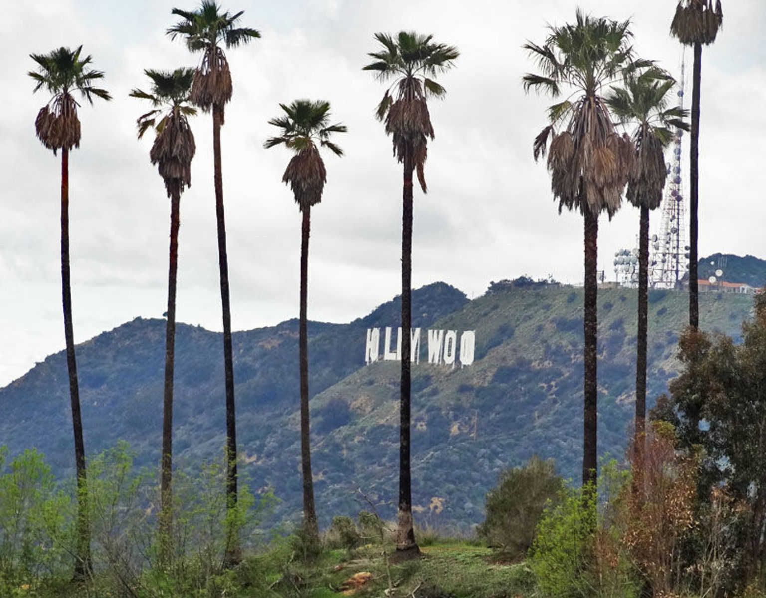 Go Back Image For Hollywood Palm Trees Wallpaper