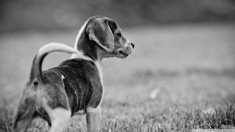 Black And White Animals Dogs Wallpaper HD