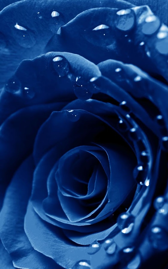 Macro Rose Live Wallpaper Android Apps On Google Play