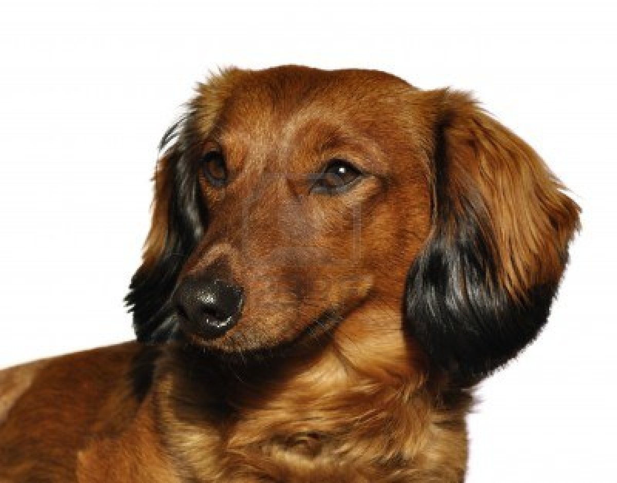 Dog Photo And Wallpaper Beautiful Lovely Dachshund Pictures