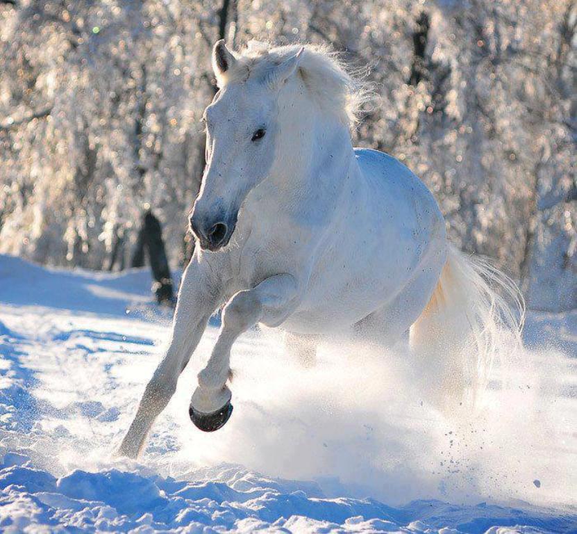 White Horse In Snow HD Image Car Pictures