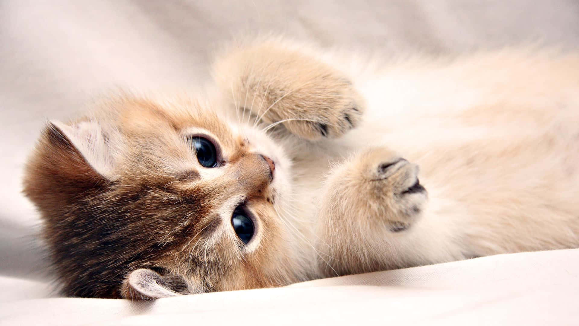 Really Cute Wallpaper