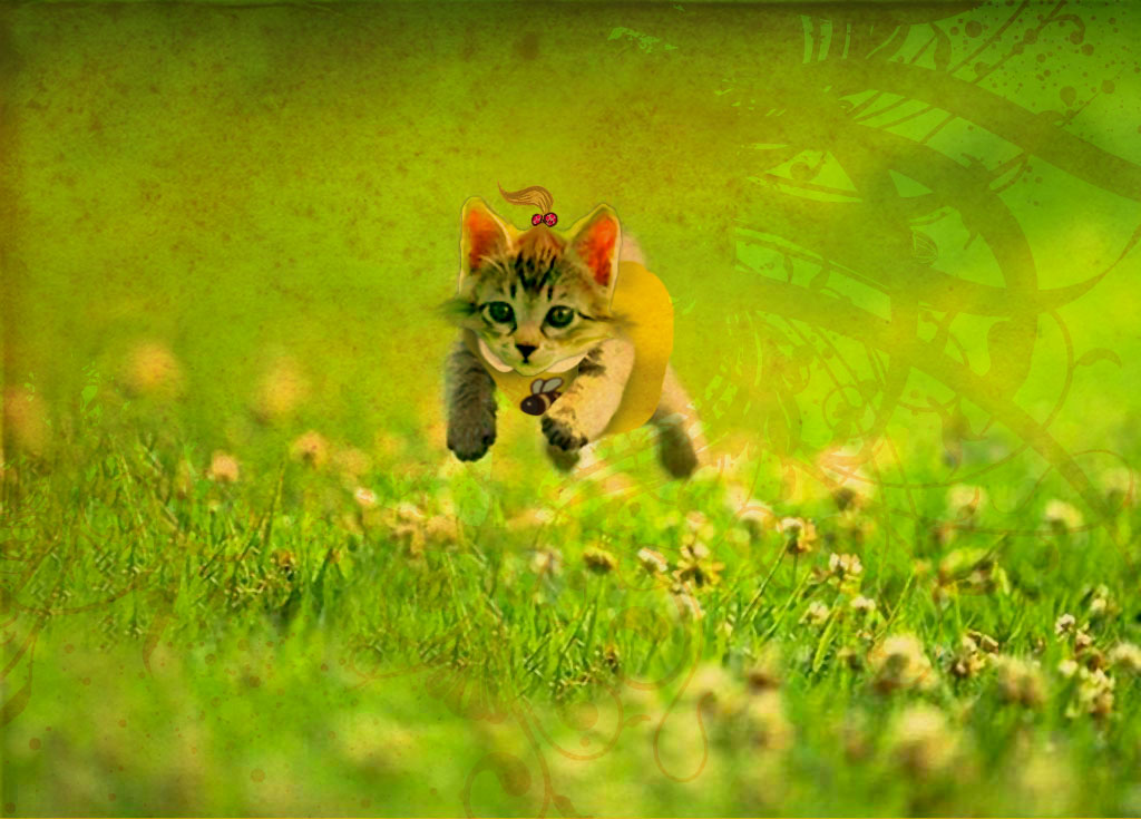small cat for kids HD wallpaper Free Download