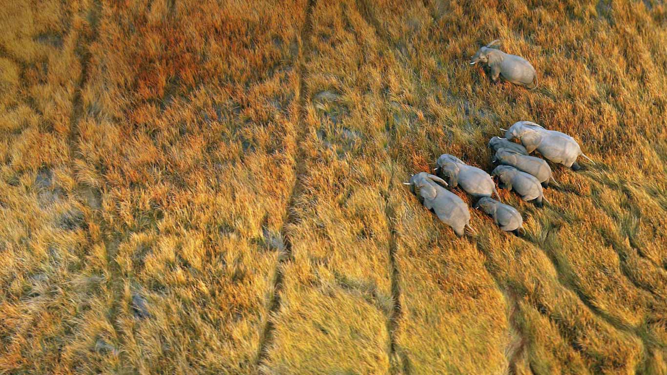 Elephants In The Okavango Delta Botswana Michael Poliza Getty