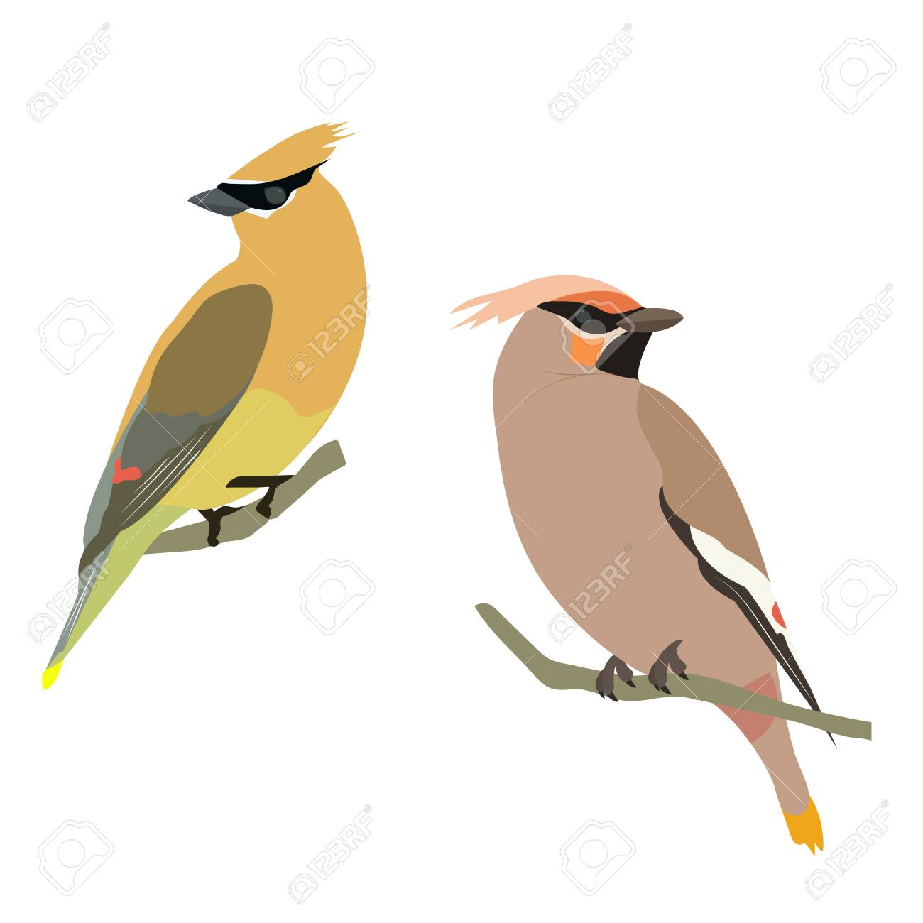 🔥 Free download Vector Illustration With Birds Waxwing On White ...