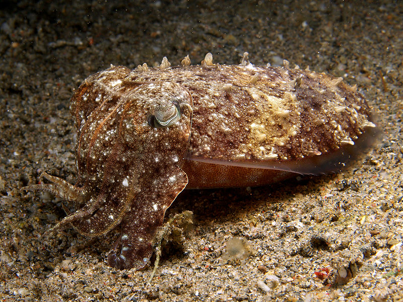 Cuttlefish Pictures Wallpaper Of