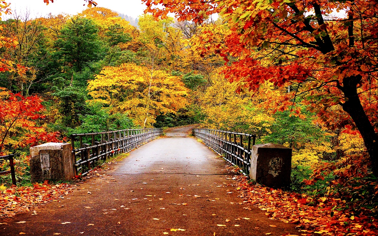 Mùa thu – Tải về miễn phí những bức ảnh đẹp nhất về mùa thu, để cảm nhận sự thanh bình và trầm lắng trong cảnh quan mùa thu rực rỡ!