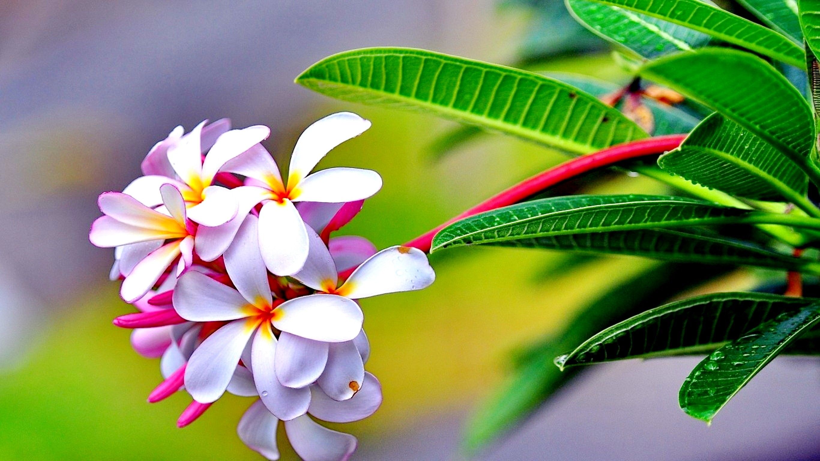 HD Nature Wallpaper
