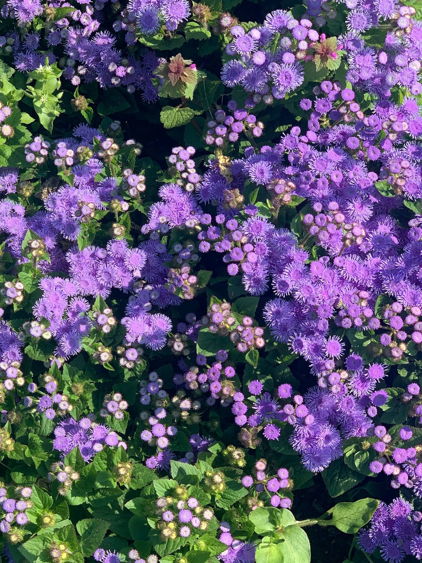 Floral iPhone Wallpaper