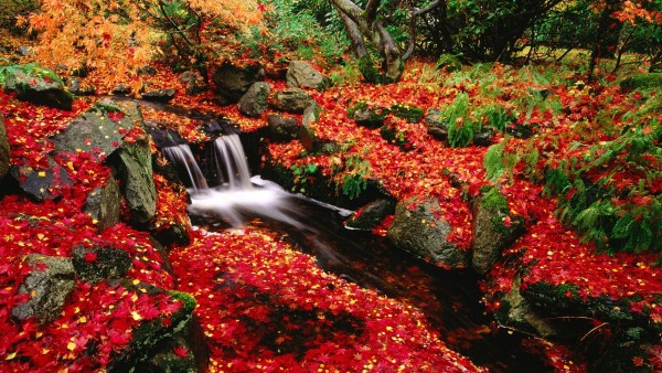 Autumn Fall Stream Widescreen Wallpaper HD 1080p