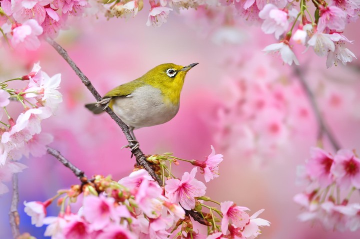 bird and Spring Flowers wallpaper by lise RevelWallpapersnet
