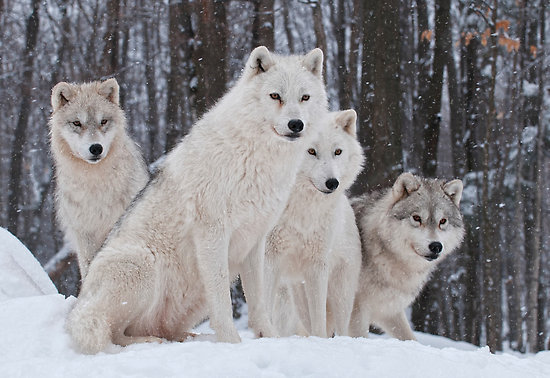 Bill Maynard Portfolio Arctic Wolf Pack