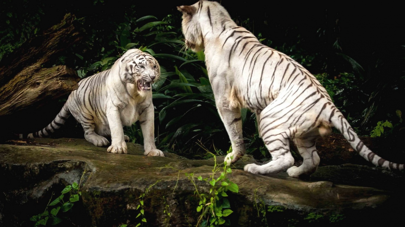 White Tiger Fighting Desktop Background HD