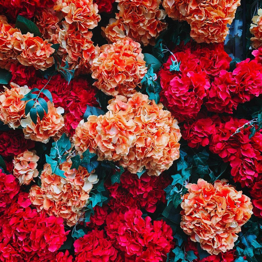 Red And Orange Wallpaper