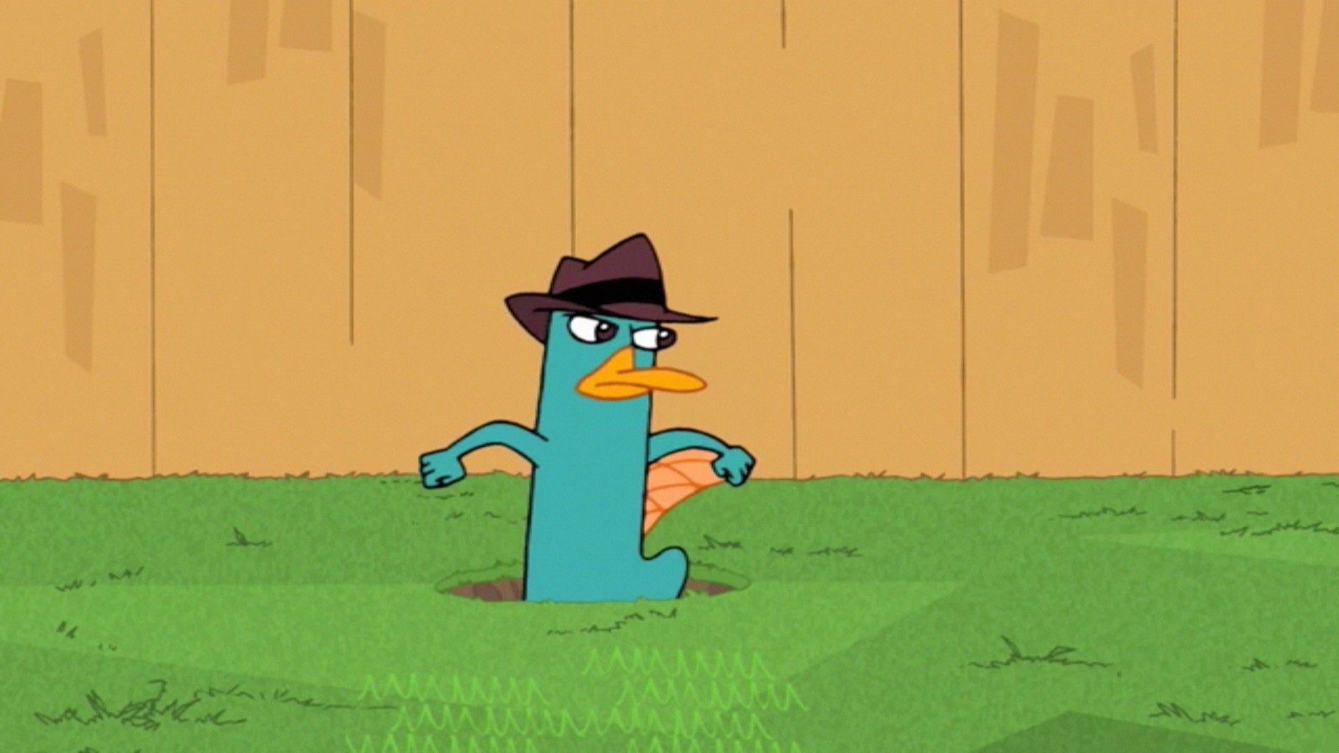 Wallpaper HD Photo Perry The Platypus