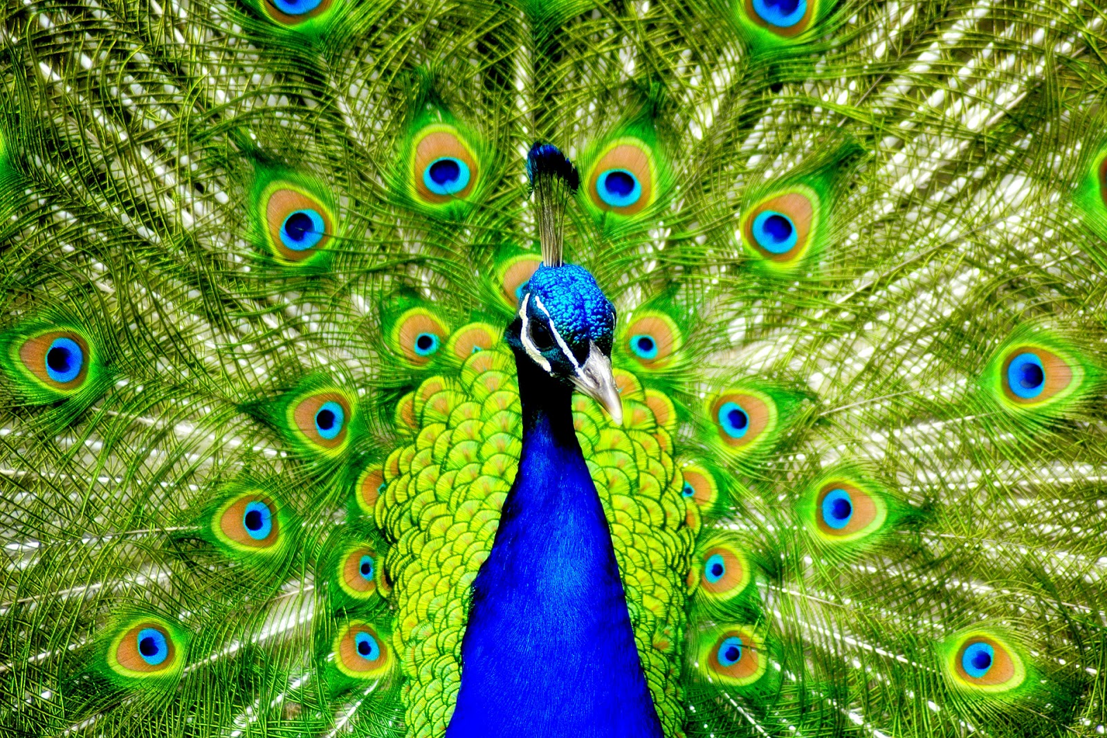 World Most Beautiful Bird Peacock Wallpaper Sa
