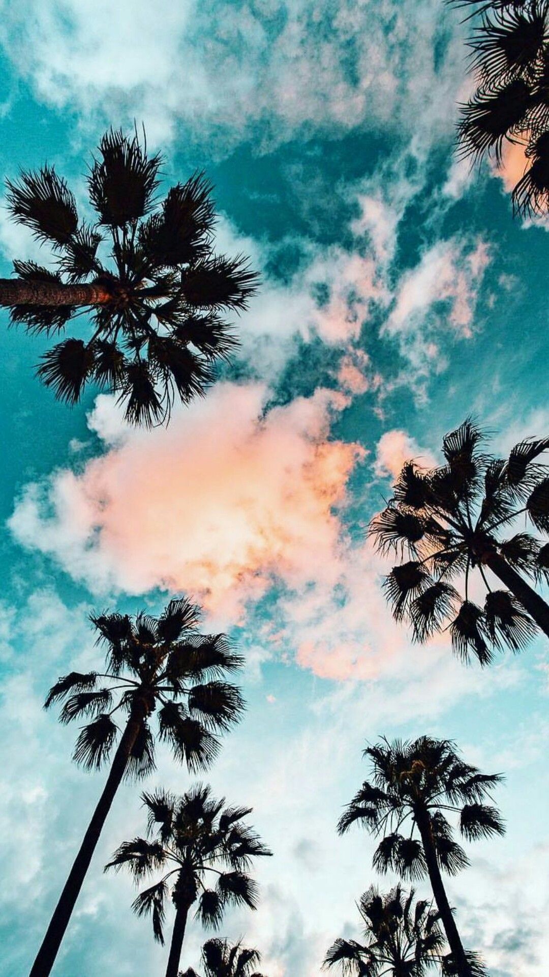 Aesthetic Palm Tree Wallpaper