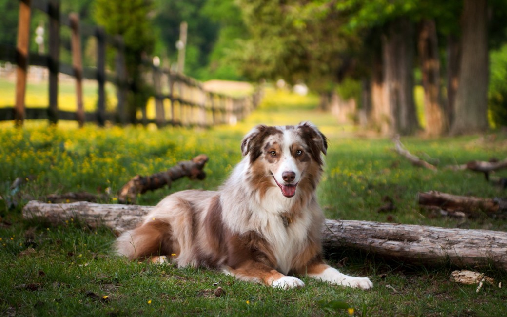 Australian Shepherd Lay Grass Park Stock Photos Image HD