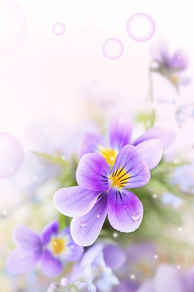 hd purple flower garden iphone 4 wallpapers backgrounds
