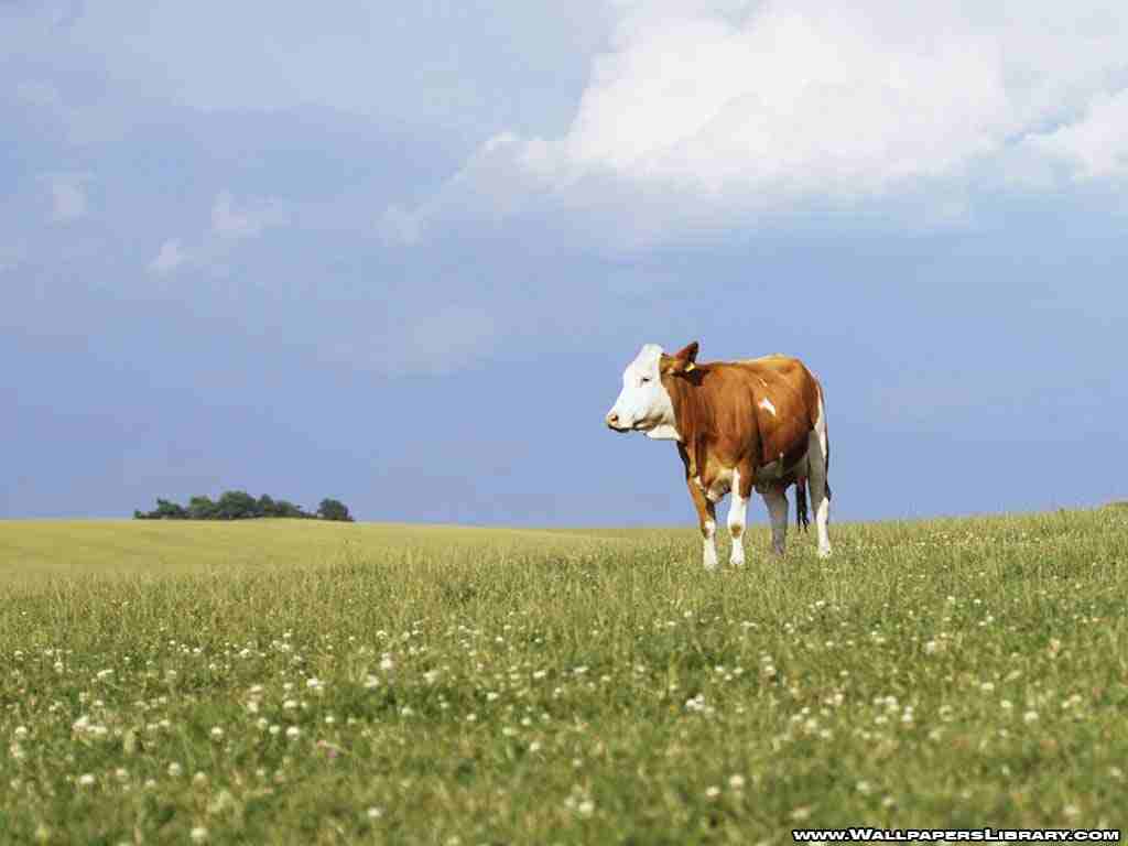 Cows Image Cow Wallpaper Photos