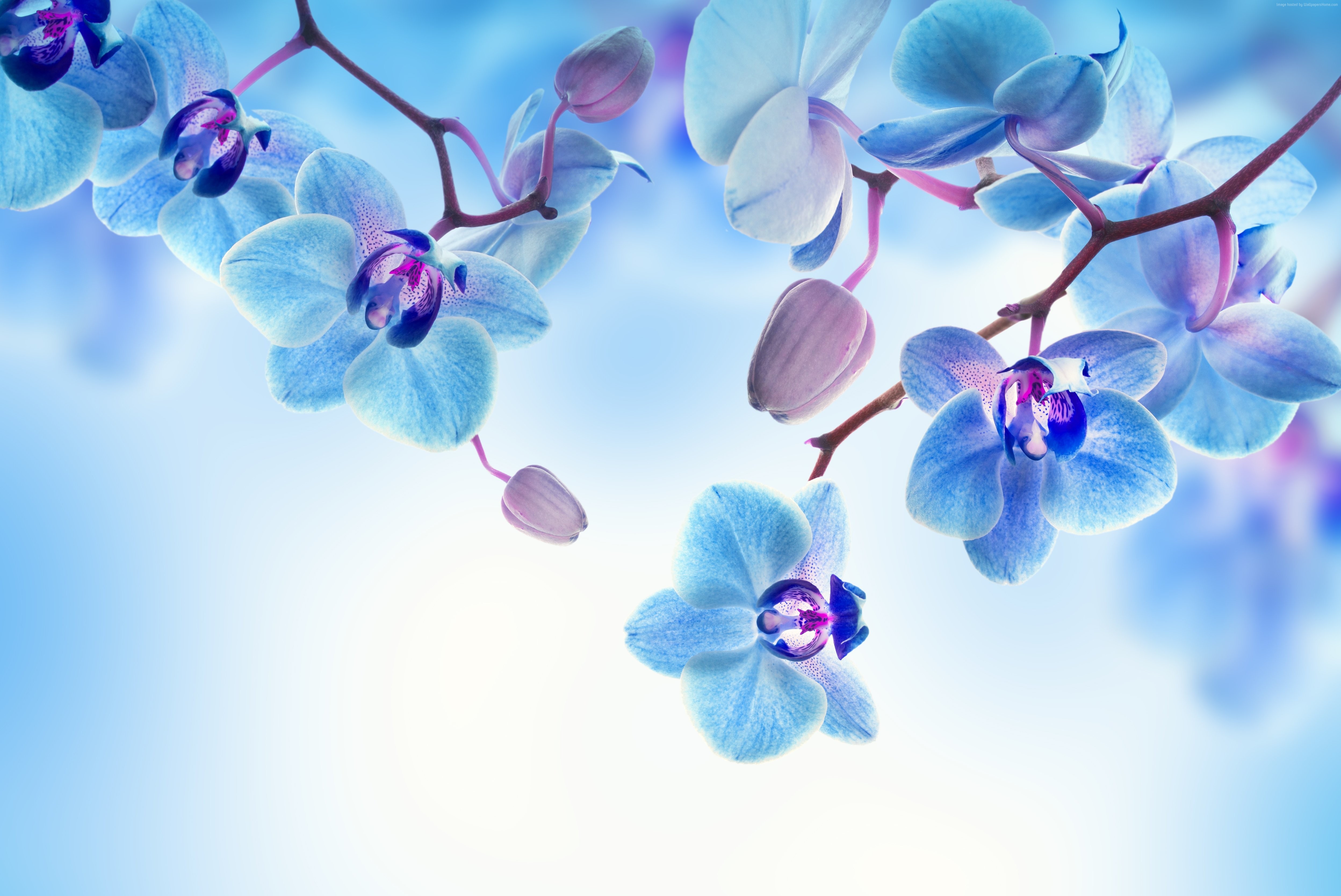 4k Wallpaper 5k Orchid Blue White Flowers