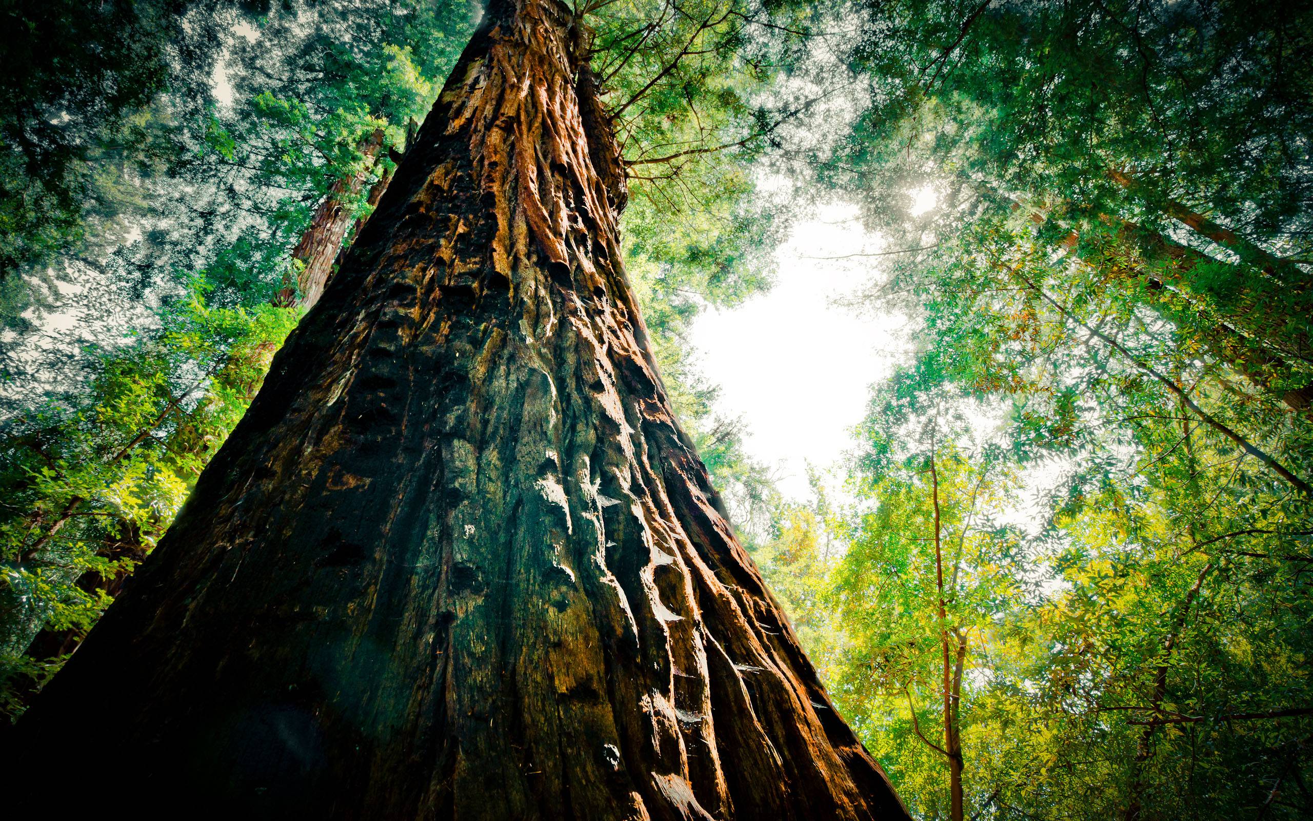 Redwood Trees Desktop Wallpaper Top