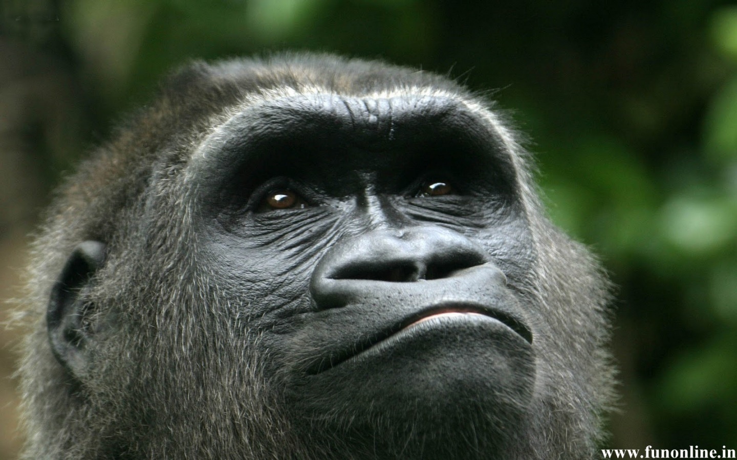 Baby Silverback Gorilla Wallpaper Mountain Gorillas