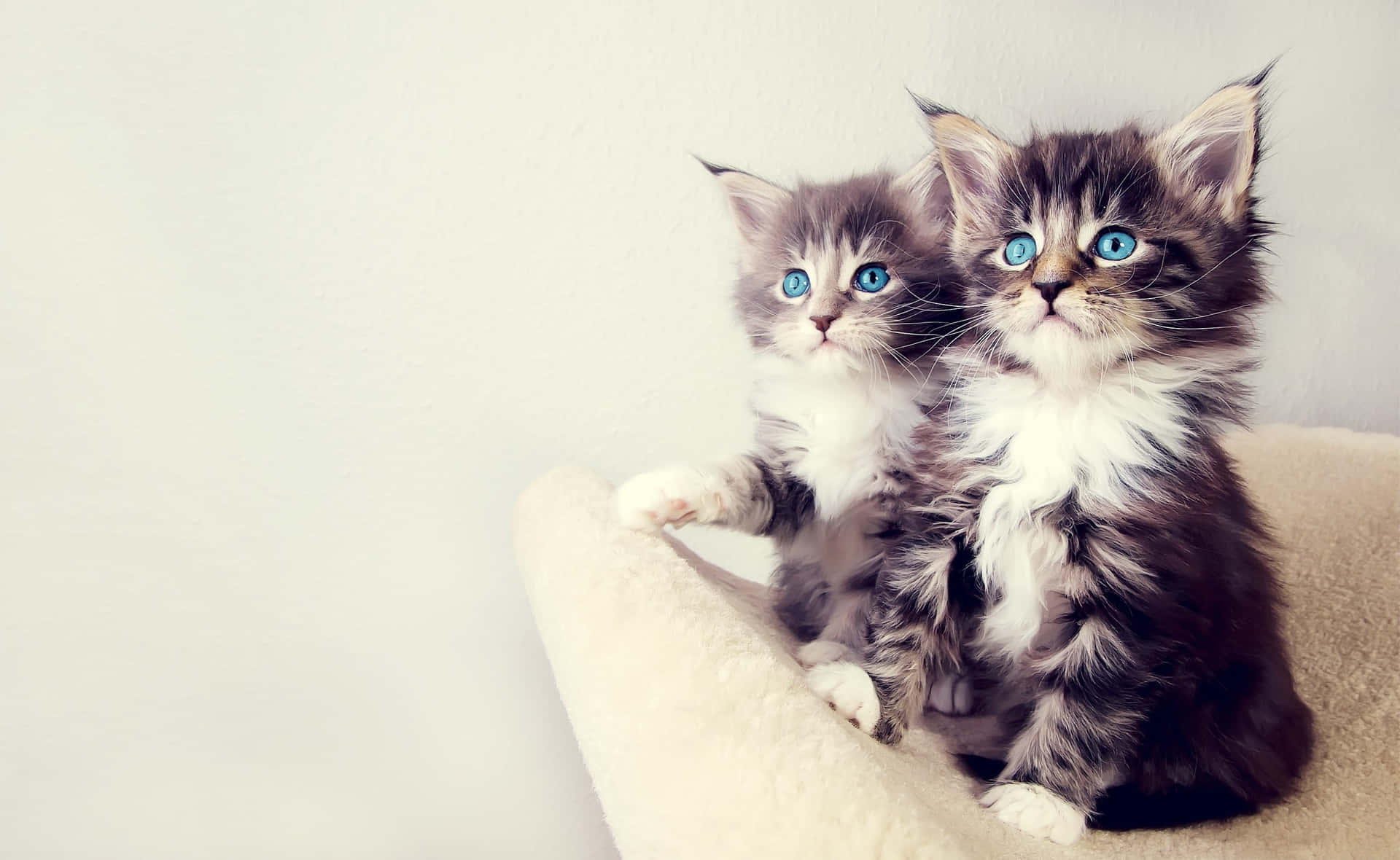 Aesthetic Animals Wallpaper