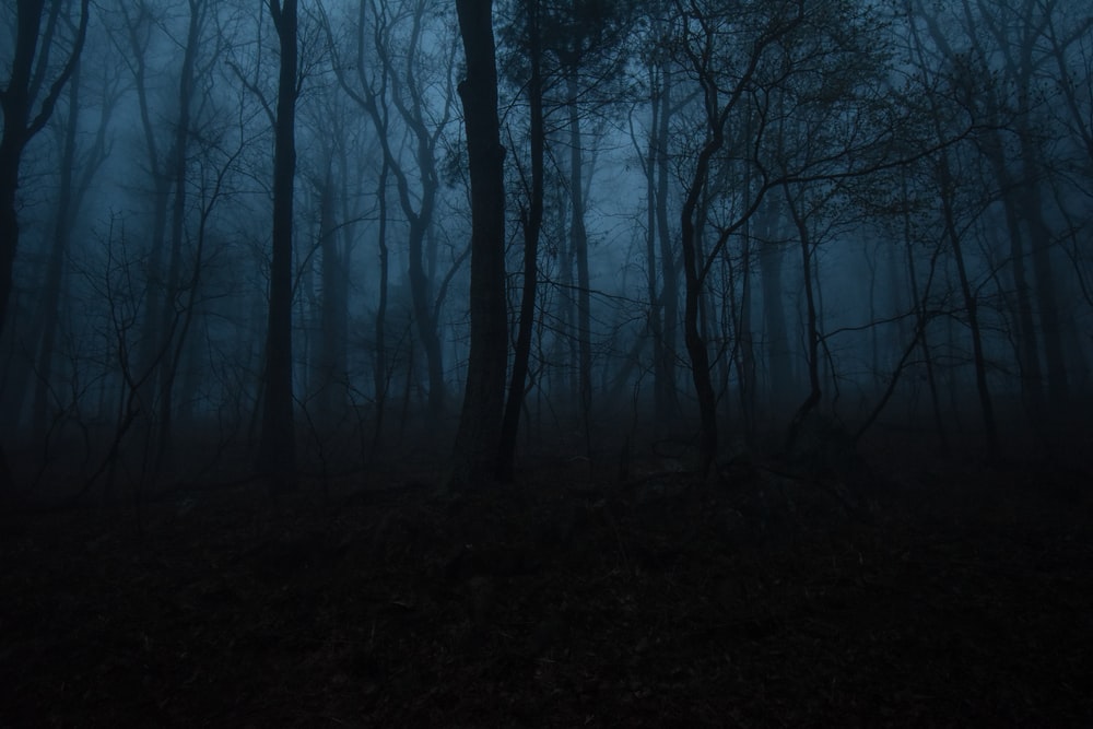 500 Dark Forest Pictures [HD] Download Free Images on