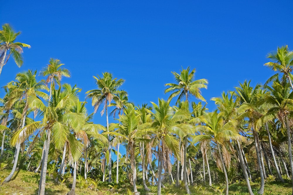 Coconut Trees Pictures Image