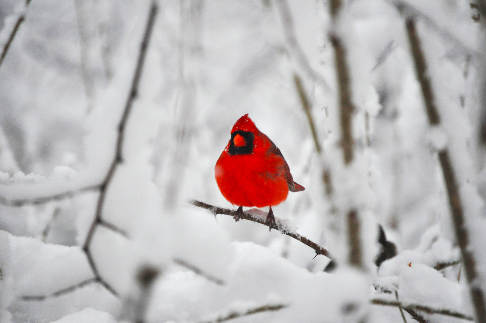 Cardinal In The Snow by YoByAxEs 1600x1063