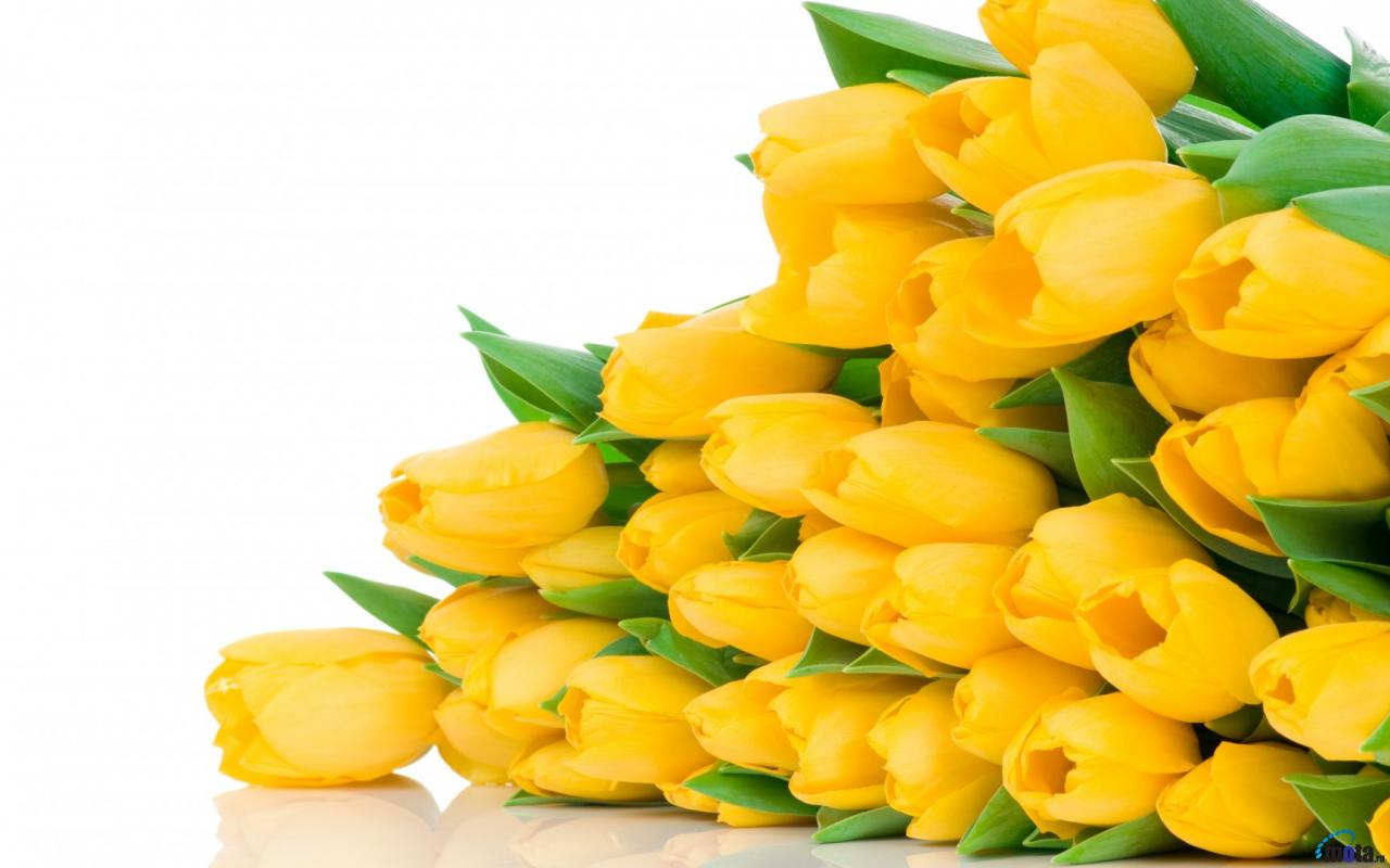Wallpaper Yellow Tulips X Widescreen Desktop