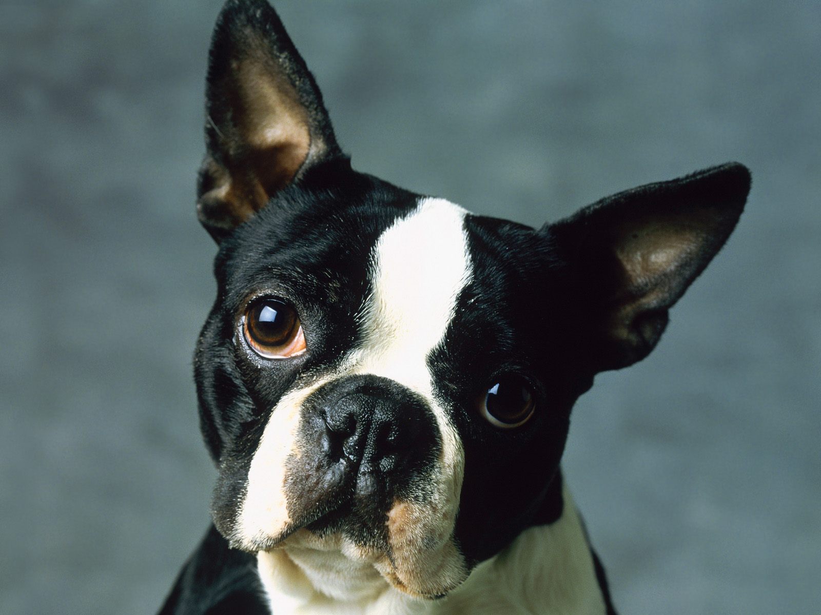 Boston Terrier Wallpaper Pictures Photos And Background
