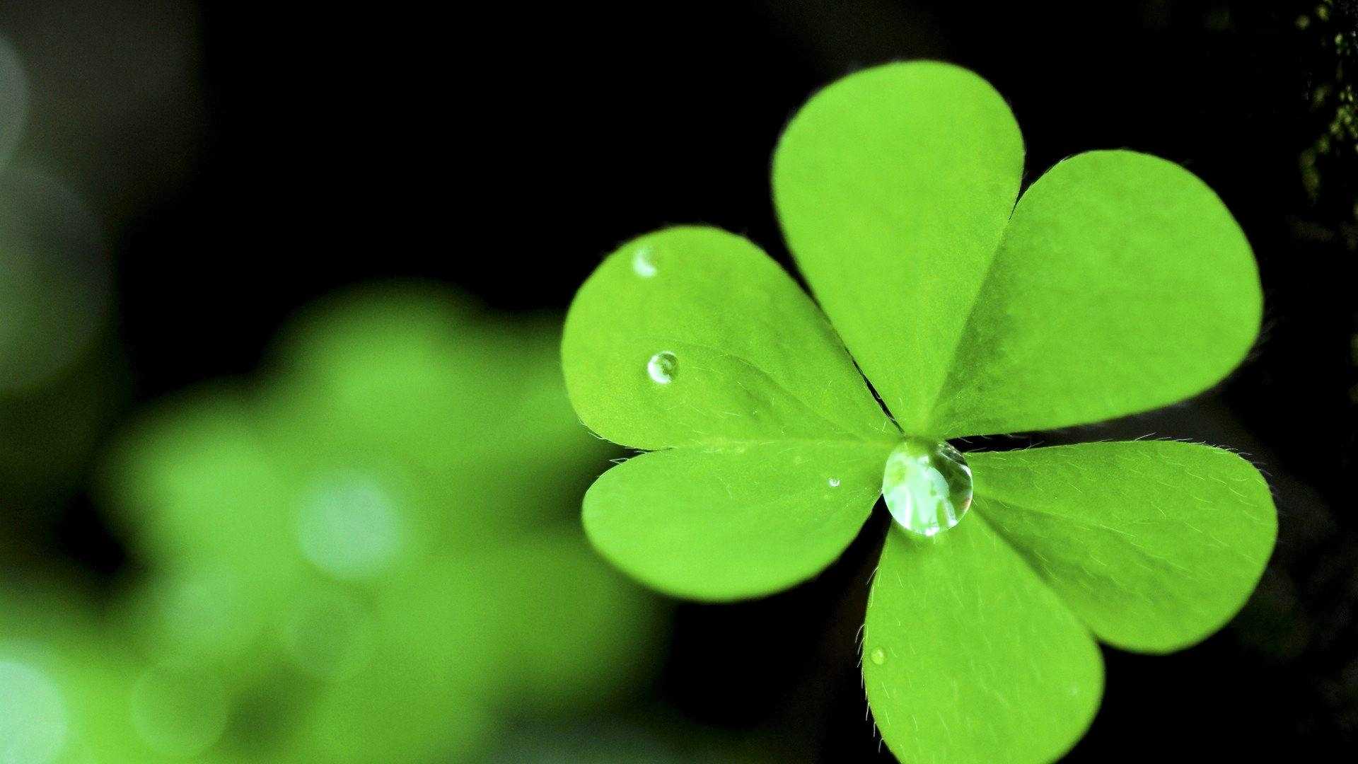 Shamrock Hd Wallpaper