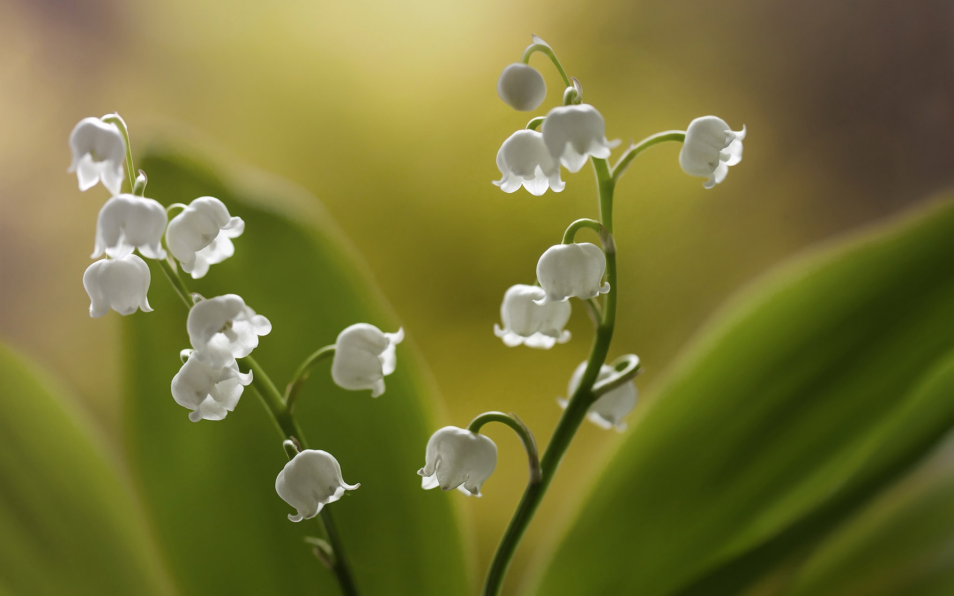 Lilies Of The Valley White Little Flowers Wallpaper