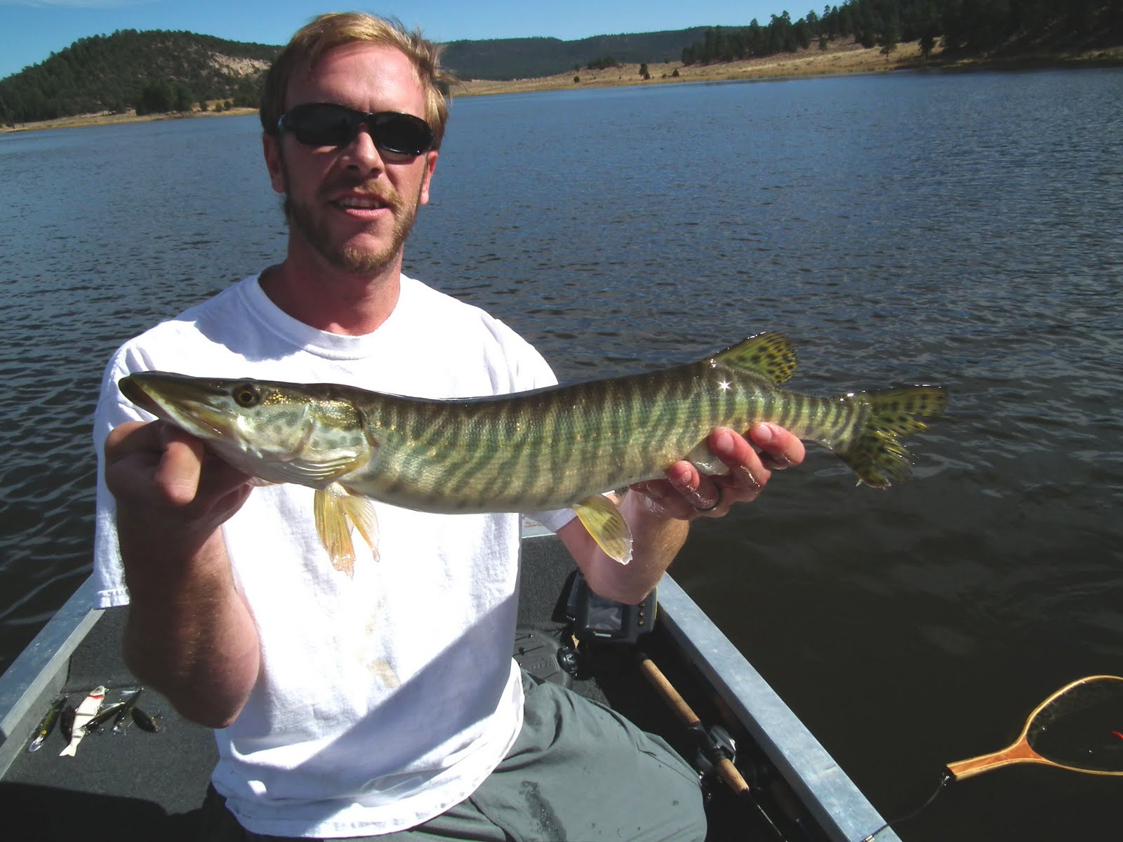 Tiger Muskies Under Inches Length Have To Be Returned