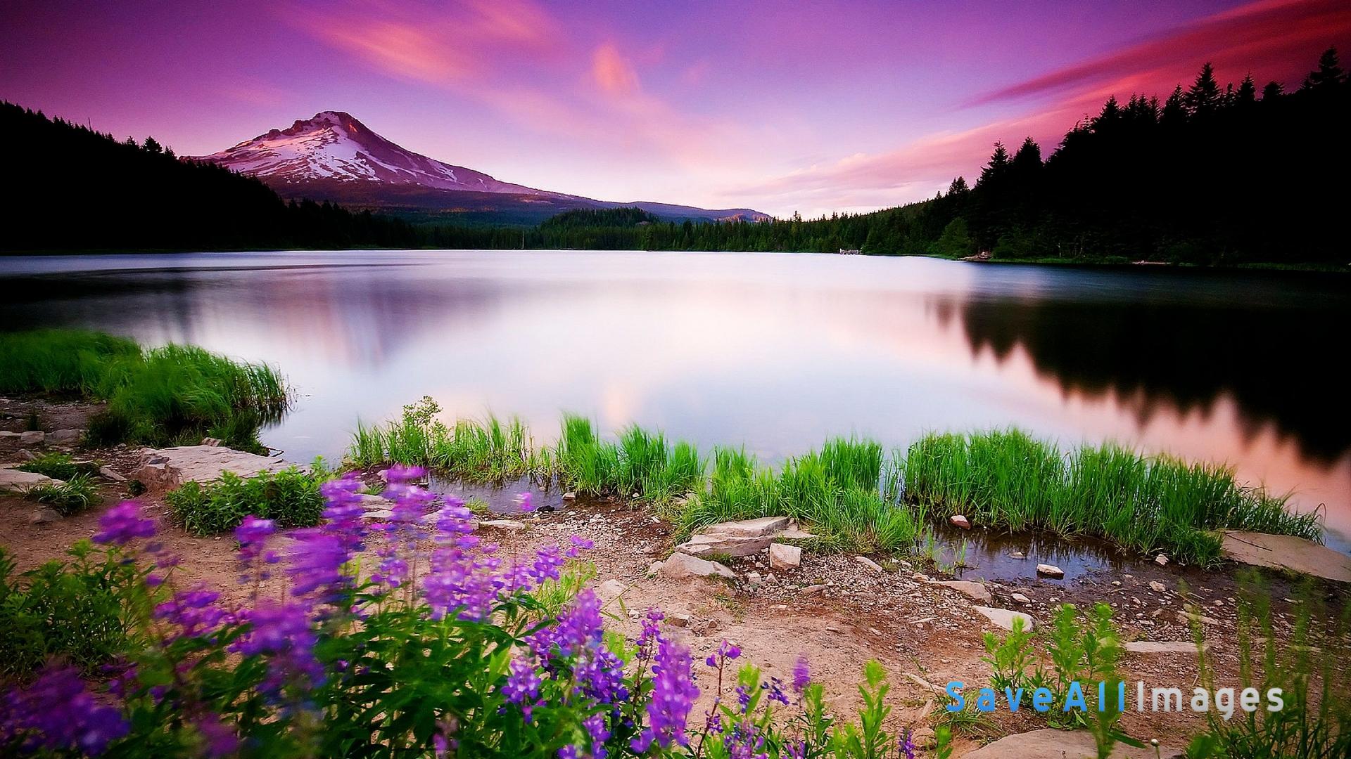 A stunning sunset over a tranquil lake with a majestic mountain in the background and vibrant purple wildflowers in the foreground