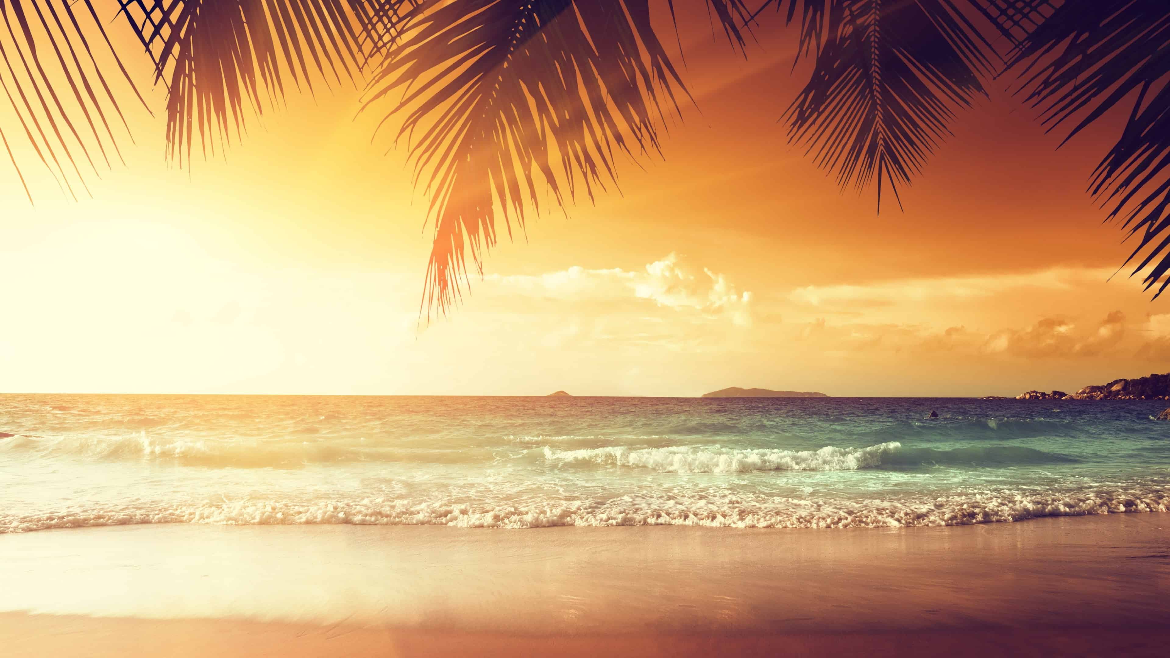 Tranquil sunset beach scene with palm trees and gentle waves. 4k wallpaper