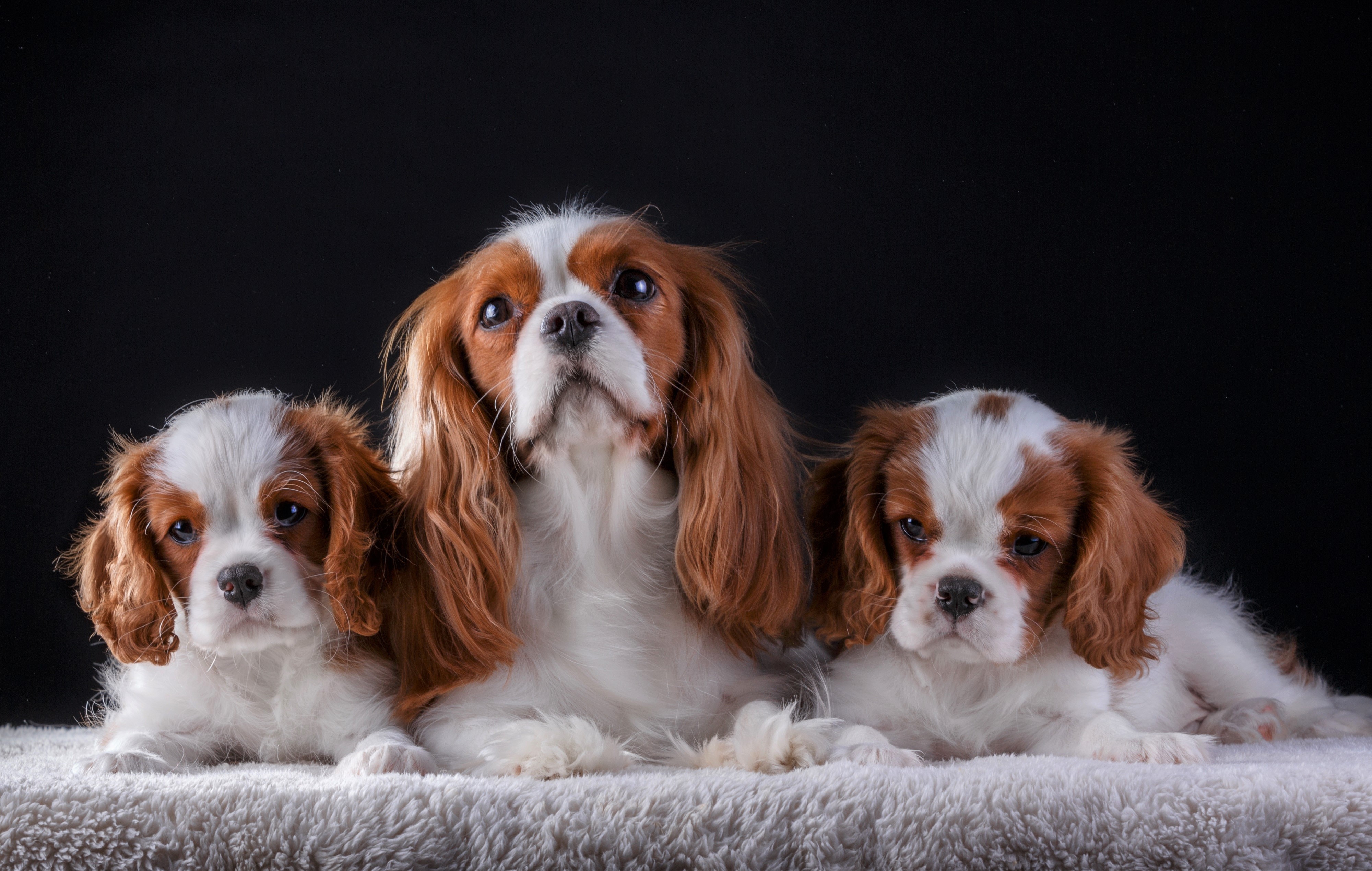 Cute Cavalier King Charles Spaniel Puppy Dog Animal Wallpaper