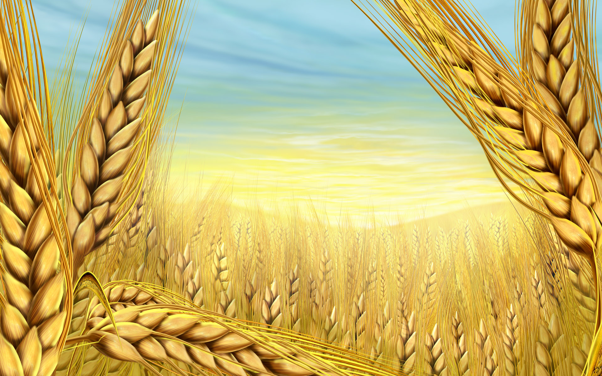 Summer Wheat Desktop Pc And Mac Wallpaper