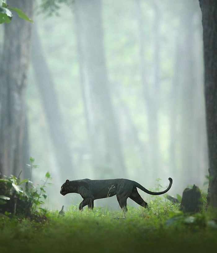 Stunning Photos Of A Rare Black Panther Roaming In The Jungles