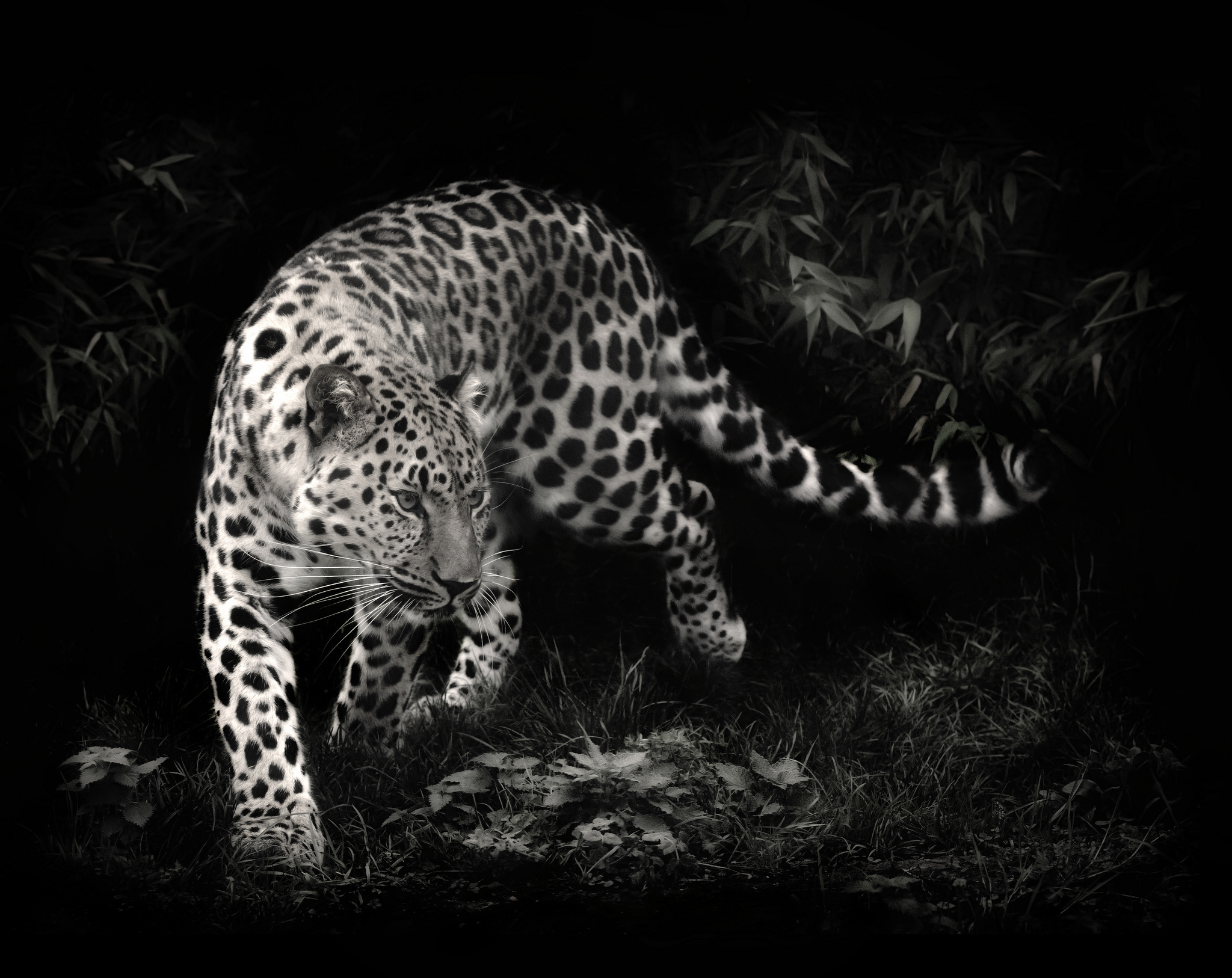 Leopard Wallpaper Predator Black And White Photo