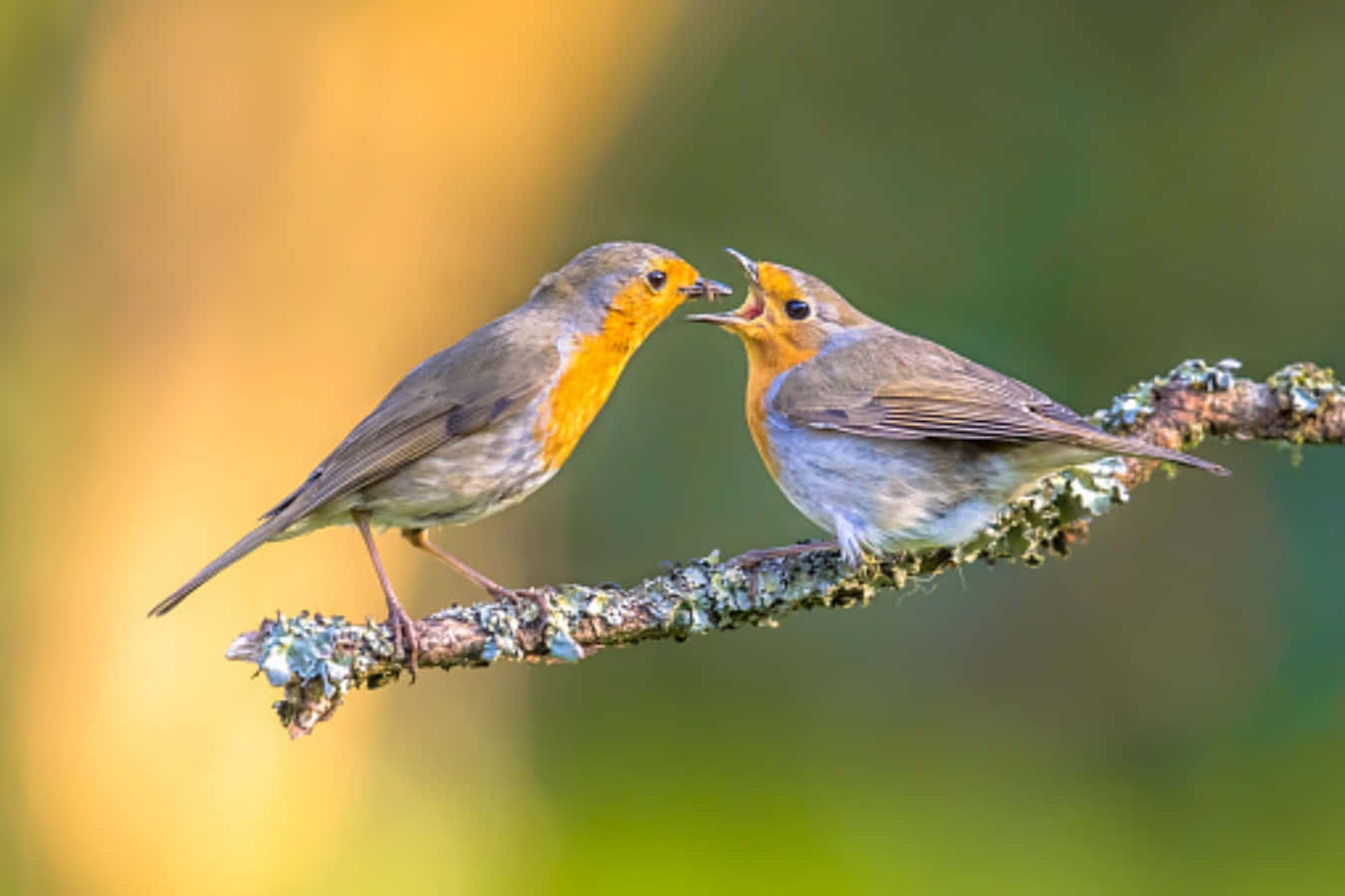 Mother Bird Picture Wallpaper