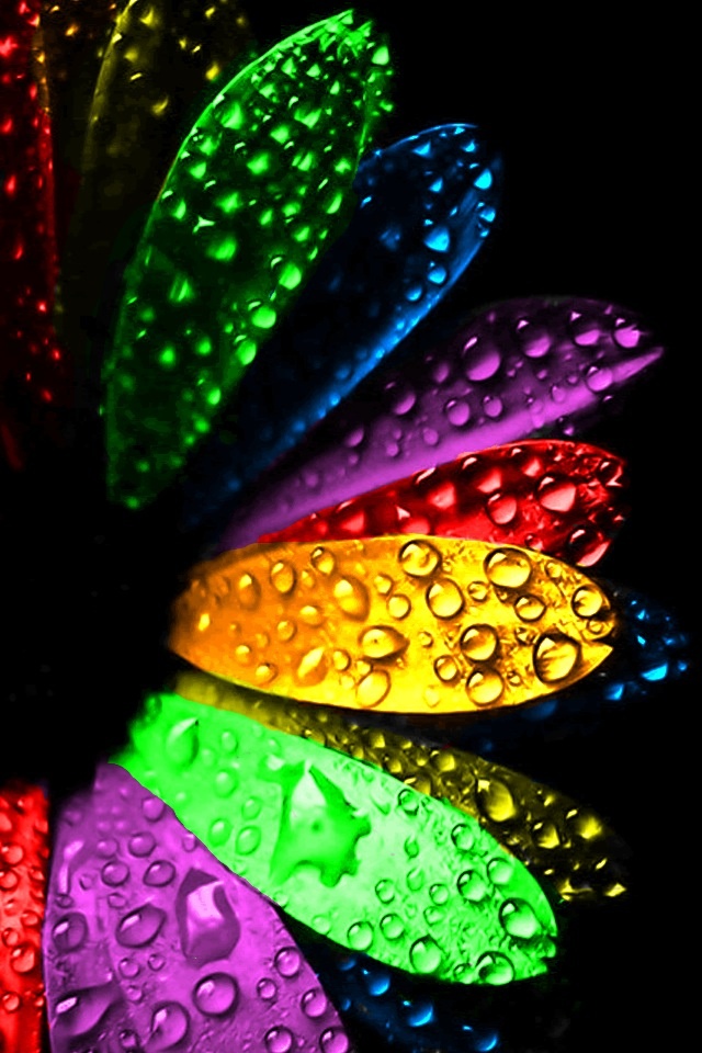 Colorful flowers and water droplets iPhone Wallpaper iPod Touch