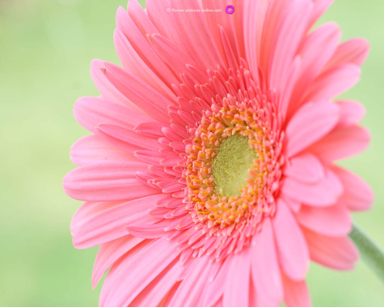 Pink Flower Wallpaper