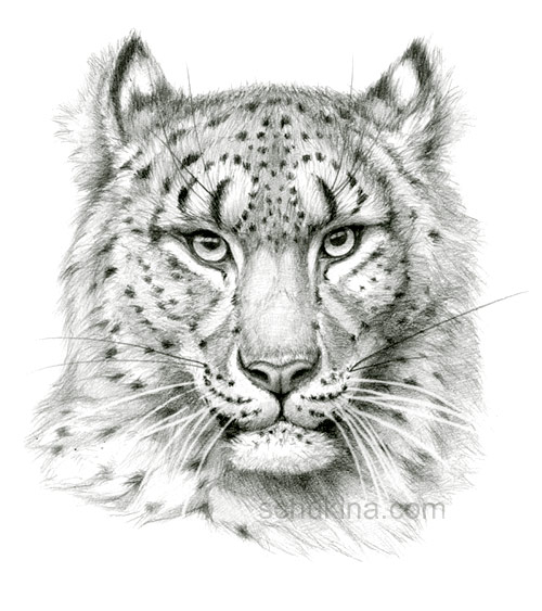 Snow Leopard Sketch Portrait By Sschukina