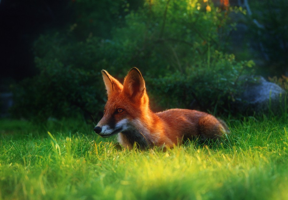 Fox Grass Hiding Hunting Clearing Stock Photos Image HD