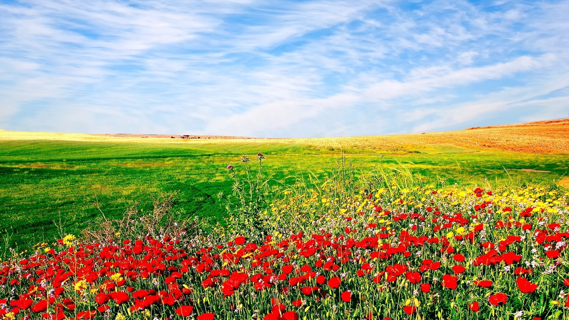 Flower Field Wallpaper